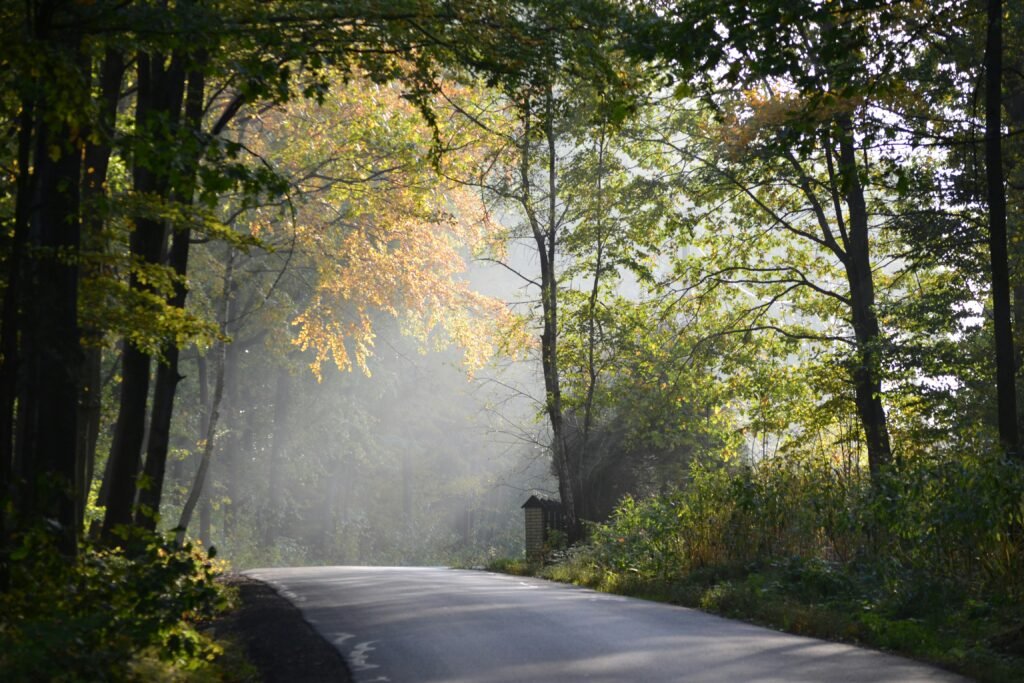 Carretera rodeada de árboles con la luz del sol atravesando el bosque.